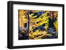 Larches-Ursula Abresch-Framed Photographic Print