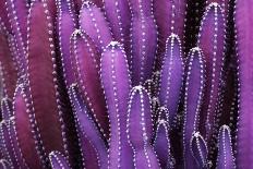 Closeup Purple Cactus Plant or Call Cereus Sp. Fairy Castle Cactus . Nature Purple Tropical Plant B-Larcsky789-Stretched Canvas