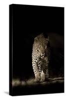 Large Adult Male Leopard (Panthera Pardus) Walking Through the Bush at Night-Christophe Courteau-Stretched Canvas