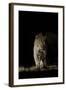 Large Adult Male Leopard (Panthera Pardus) Walking Through the Bush at Night-Christophe Courteau-Framed Photographic Print