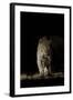 Large Adult Male Leopard (Panthera Pardus) Walking Through the Bush at Night-Christophe Courteau-Framed Photographic Print