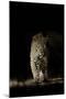 Large Adult Male Leopard (Panthera Pardus) Walking Through the Bush at Night-Christophe Courteau-Mounted Photographic Print
