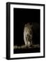 Large Adult Male Leopard (Panthera Pardus) Walking Through the Bush at Night-Christophe Courteau-Framed Photographic Print