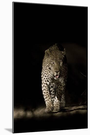 Large Adult Male Leopard (Panthera Pardus) Walking Through the Bush at Night-Christophe Courteau-Mounted Photographic Print