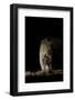 Large Adult Male Leopard (Panthera Pardus) Walking Through the Bush at Night-Christophe Courteau-Framed Photographic Print