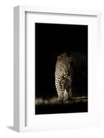 Large Adult Male Leopard (Panthera Pardus) Walking Through the Bush at Night-Christophe Courteau-Framed Photographic Print