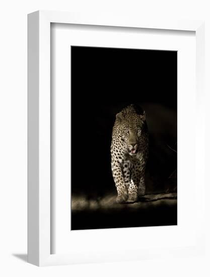 Large Adult Male Leopard (Panthera Pardus) Walking Through the Bush at Night-Christophe Courteau-Framed Photographic Print
