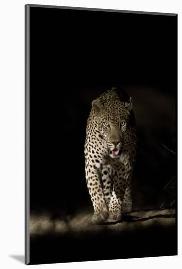 Large Adult Male Leopard (Panthera Pardus) Walking Through the Bush at Night-Christophe Courteau-Mounted Photographic Print