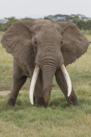 https://imgc.allpostersimages.com/img/posters/large-african-bull-elephant-serengeti-national-park-tanzania-africa_u-L-Q1IK3V60.jpg?artPerspective=n