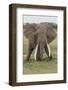 Large African bull elephant, Serengeti National Park, Tanzania, Africa-Adam Jones-Framed Photographic Print