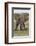 Large African bull elephant, Serengeti National Park, Tanzania, Africa-Adam Jones-Framed Photographic Print