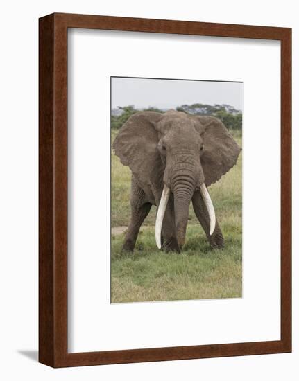 Large African bull elephant, Serengeti National Park, Tanzania, Africa-Adam Jones-Framed Photographic Print