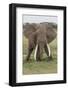 Large African bull elephant, Serengeti National Park, Tanzania, Africa-Adam Jones-Framed Photographic Print