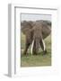 Large African bull elephant, Serengeti National Park, Tanzania, Africa-Adam Jones-Framed Photographic Print