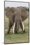 Large African bull elephant, Serengeti National Park, Tanzania, Africa-Adam Jones-Mounted Photographic Print