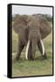 Large African bull elephant, Serengeti National Park, Tanzania, Africa-Adam Jones-Framed Stretched Canvas