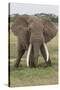 Large African bull elephant, Serengeti National Park, Tanzania, Africa-Adam Jones-Stretched Canvas