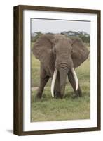 Large African bull elephant, Serengeti National Park, Tanzania, Africa-Adam Jones-Framed Photographic Print