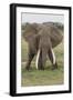 Large African bull elephant, Serengeti National Park, Tanzania, Africa-Adam Jones-Framed Photographic Print