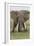 Large African bull elephant, Serengeti National Park, Tanzania, Africa-Adam Jones-Framed Photographic Print