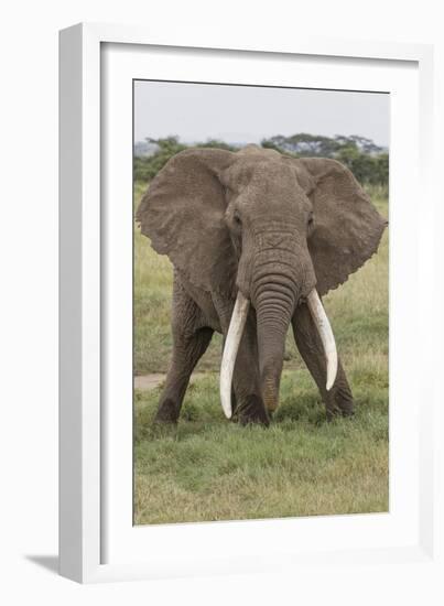 Large African bull elephant, Serengeti National Park, Tanzania, Africa-Adam Jones-Framed Photographic Print