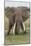 Large African bull elephant, Serengeti National Park, Tanzania, Africa-Adam Jones-Mounted Photographic Print
