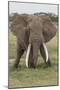 Large African bull elephant, Serengeti National Park, Tanzania, Africa-Adam Jones-Mounted Photographic Print