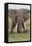 Large African bull elephant, Serengeti National Park, Tanzania, Africa-Adam Jones-Framed Stretched Canvas