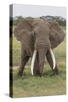 Large African bull elephant, Serengeti National Park, Tanzania, Africa-Adam Jones-Stretched Canvas