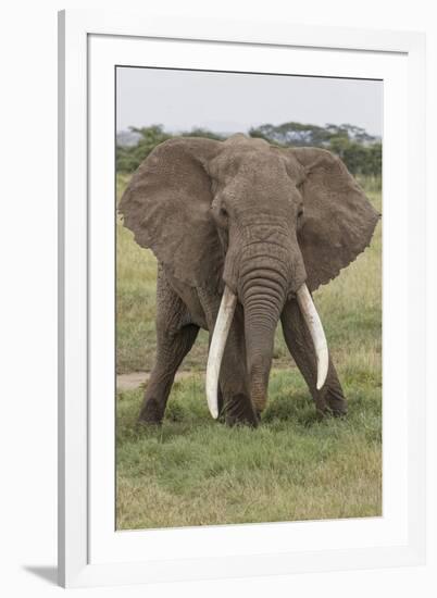 Large African bull elephant, Serengeti National Park, Tanzania, Africa-Adam Jones-Framed Photographic Print