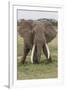 Large African bull elephant, Serengeti National Park, Tanzania, Africa-Adam Jones-Framed Photographic Print