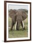 Large African bull elephant, Serengeti National Park, Tanzania, Africa-Adam Jones-Framed Photographic Print