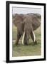 Large African bull elephant, Serengeti National Park, Tanzania, Africa-Adam Jones-Framed Photographic Print