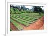 Large African Coffee Nursery-Mirage3-Framed Photographic Print