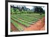 Large African Coffee Nursery-Mirage3-Framed Photographic Print