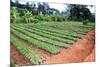 Large African Coffee Nursery-Mirage3-Mounted Photographic Print