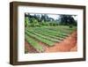 Large African Coffee Nursery-Mirage3-Framed Photographic Print