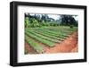 Large African Coffee Nursery-Mirage3-Framed Photographic Print