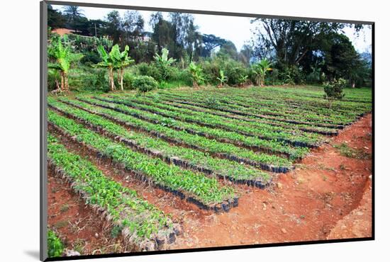 Large African Coffee Nursery-Mirage3-Mounted Photographic Print