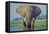 Large African Elephant Bull Feeding Along The-null-Framed Stretched Canvas