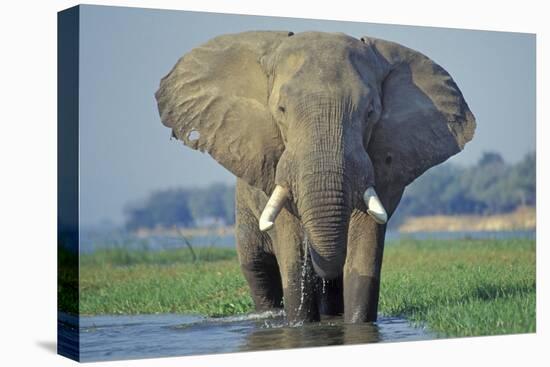 Large African Elephant Bull Feeding Along The-null-Stretched Canvas