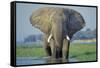 Large African Elephant Bull Feeding Along The-null-Framed Stretched Canvas