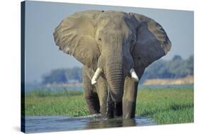 Large African Elephant Bull Feeding Along The-null-Stretched Canvas