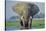 Large African Elephant Bull Feeding Along The-null-Stretched Canvas