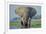 Large African Elephant Bull Feeding Along The-null-Framed Photographic Print