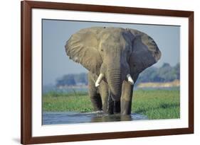 Large African Elephant Bull Feeding Along The-null-Framed Photographic Print