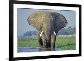 Large African Elephant Bull Feeding Along The-null-Framed Photographic Print