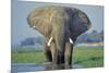 Large African Elephant Bull Feeding Along The-null-Mounted Photographic Print