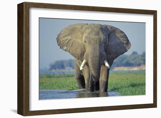 Large African Elephant Bull Feeding Along The-null-Framed Photographic Print