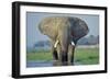 Large African Elephant Bull Feeding Along The-null-Framed Photographic Print